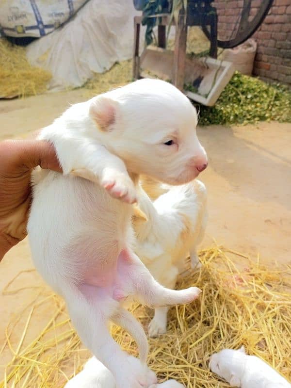 Russian puppy 25days old 1