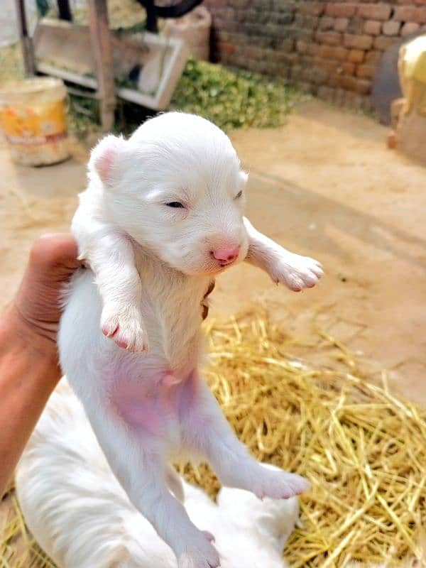 Russian puppy 25days old 8