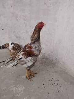 Aseel pair for sale