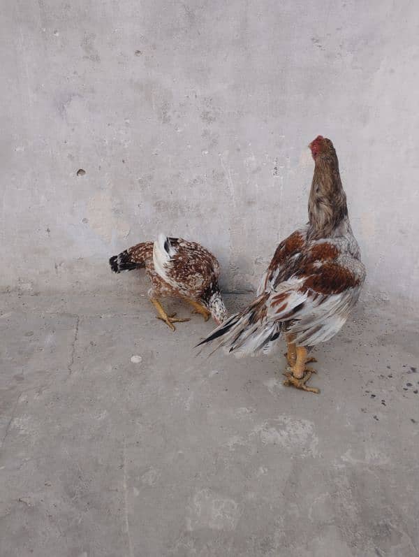 Aseel pair for sale 1