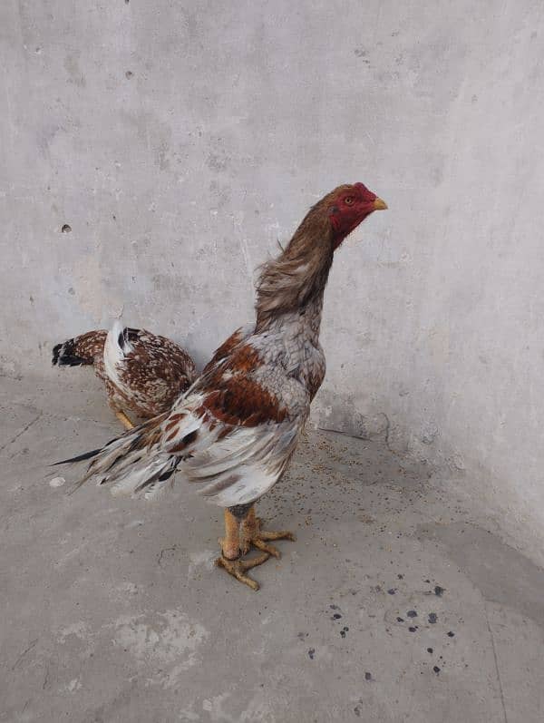 Aseel pair for sale 2