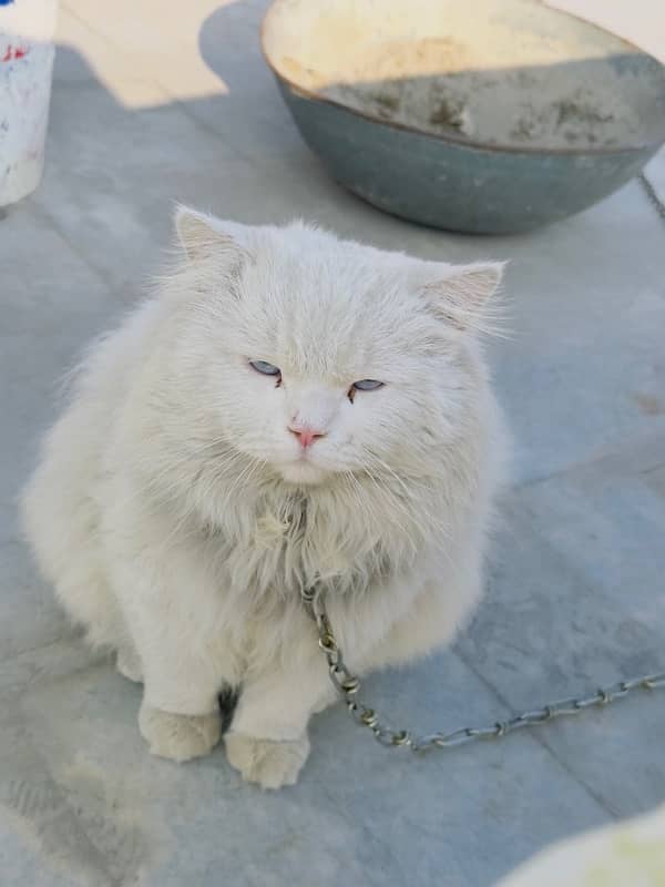 Male Cat Available For Stud or metting crossing cross 0