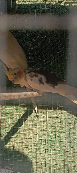 cocktails white n grey male only/ Exchange with female is possible 0