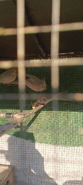 cocktails white n grey male only/ Exchange with female is possible 2