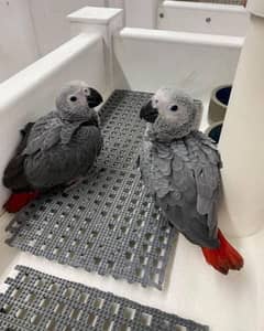 African Grey baby chicks healthy and active urgent sale