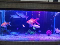 FISH AQUARIUM WITH 12 FISHES AND TABLE