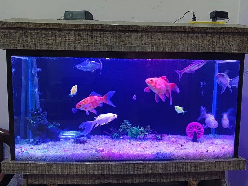 FISH AQUARIUM WITH 12 FISHES AND TABLE 2