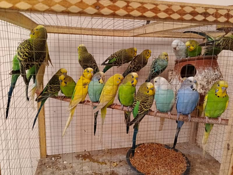 Australian Parrots (Budgies) 0