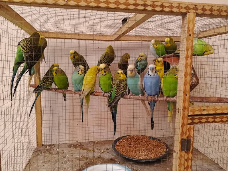 Australian Parrots (Budgies) 1