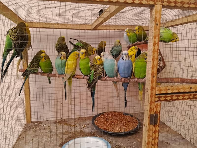 Australian Parrots (Budgies) 2