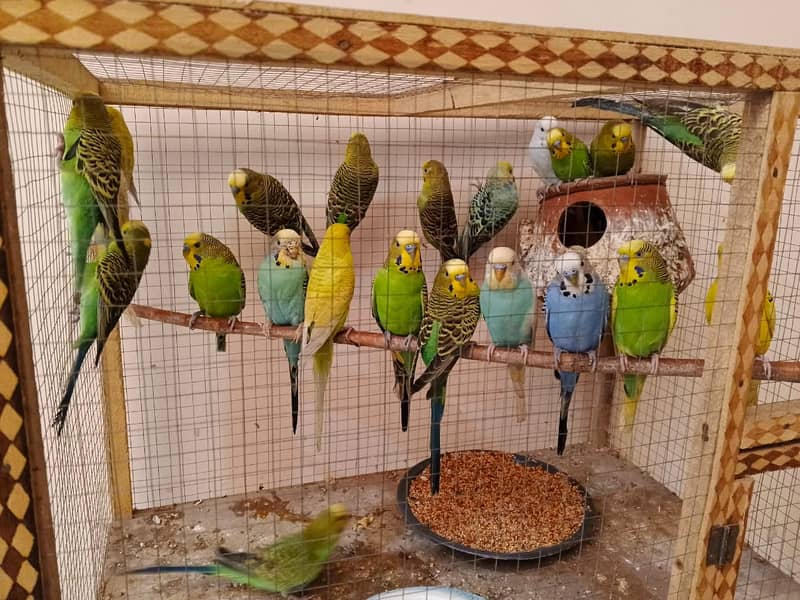 Australian Parrots (Budgies) 3