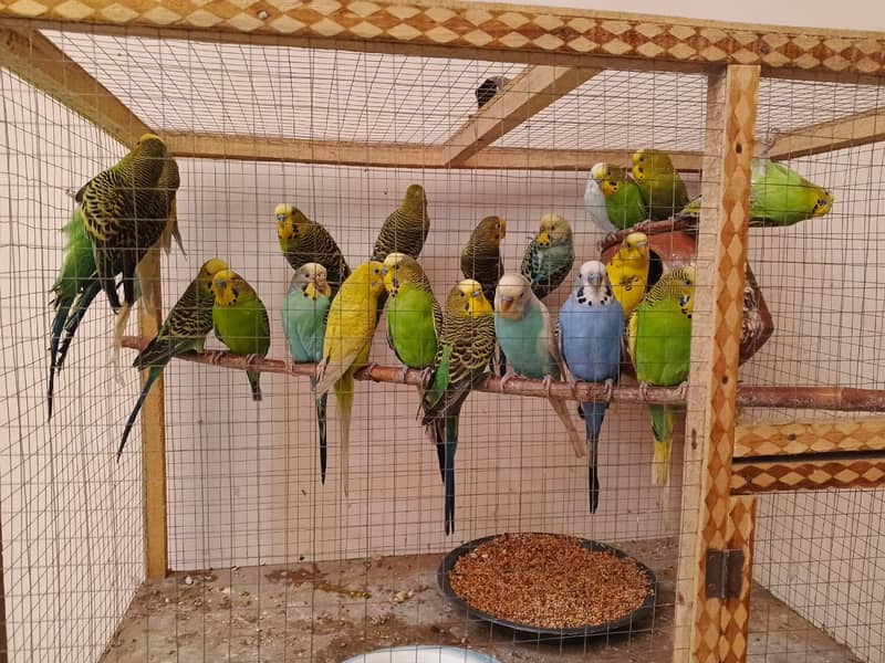 Australian Parrots (Budgies) 4