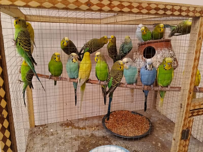 Australian Parrots (Budgies) 5