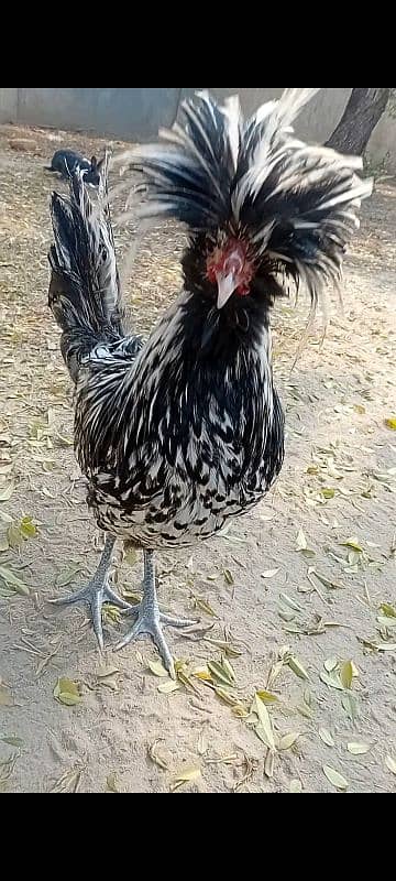 fancy chicken for sale. . 03358257455 6