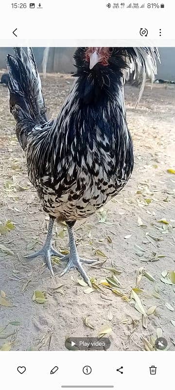 fancy chicken for sale. . 03358257455 7