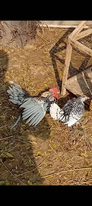 fancy chicken for sale. . 03358257455 8