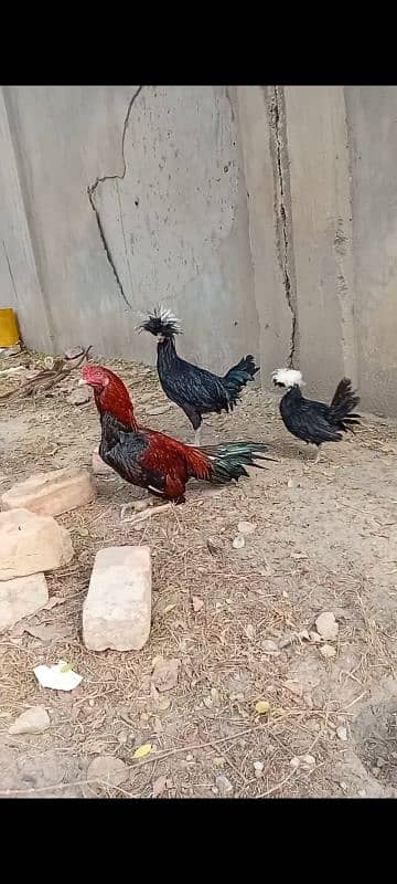 fancy chicken for sale. . 03358257455 9