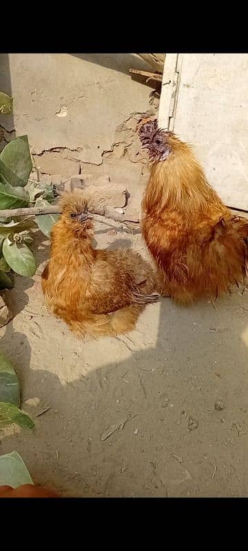 fancy chicken for sale. . 03358257455 10