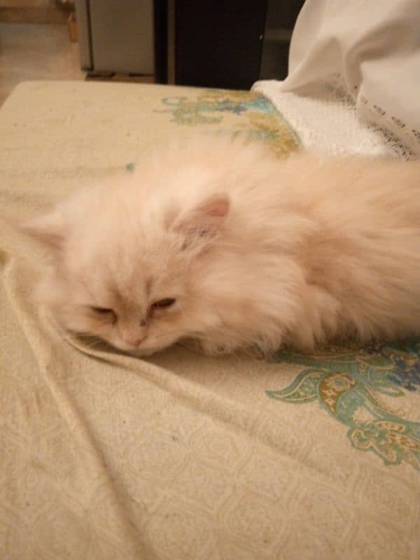 pure persian kitten 2