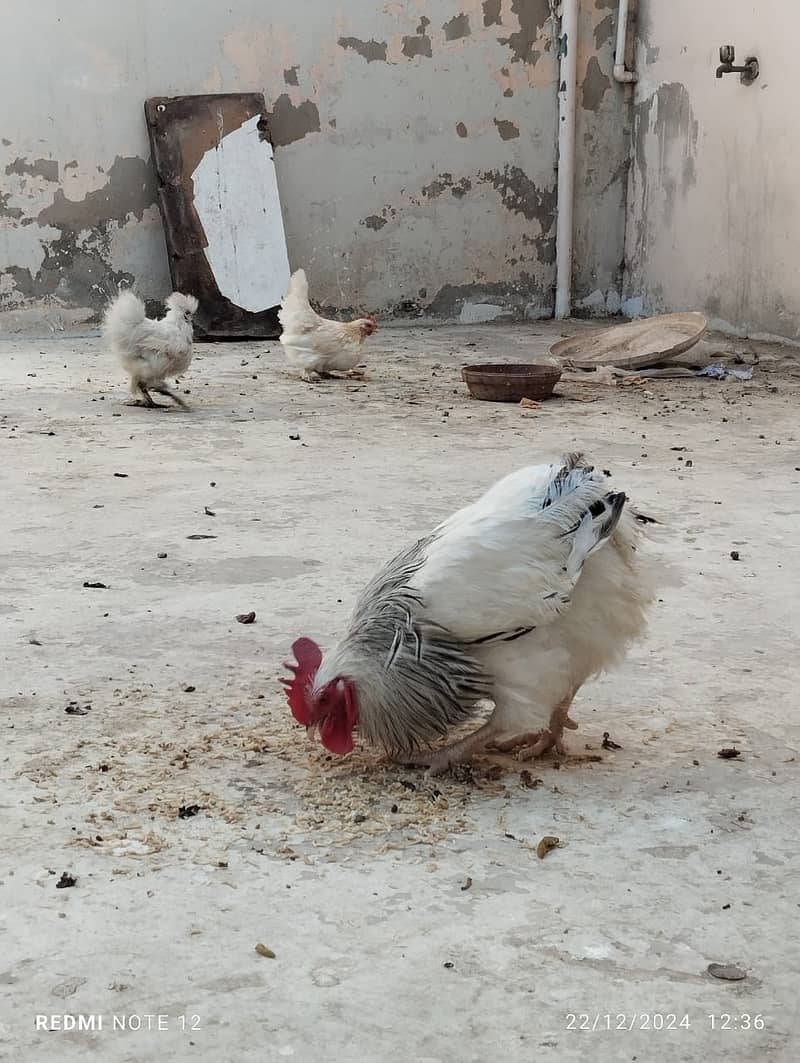 White Sussex Male & Milli Flower Female For Sale 3