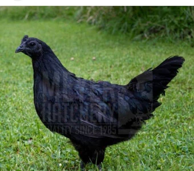 Ayam cimani chicks for sale 0