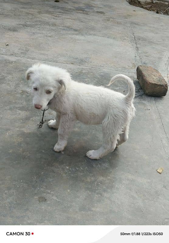 2 month old Russian Dog for sale 0