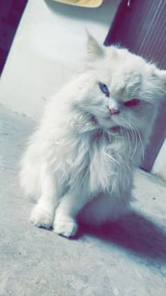 Persian cat odd eyes