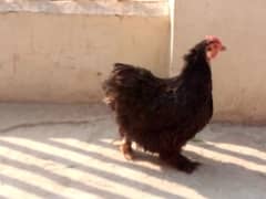 Bantam