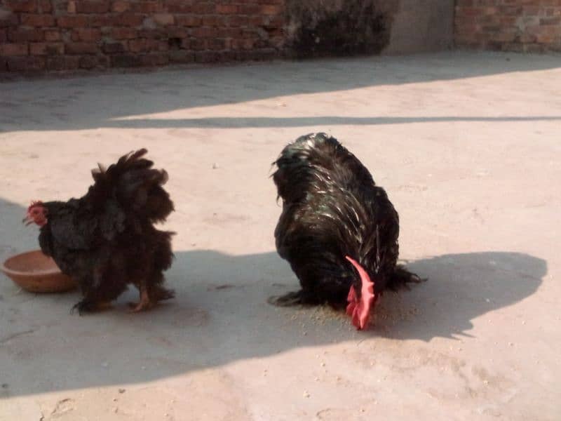 Bantam Pair 2