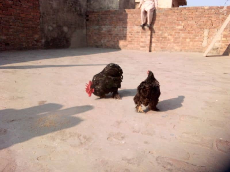 Bantam Pair 3