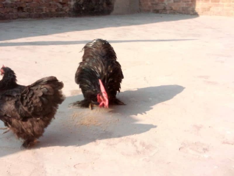 Bantam Pair 6