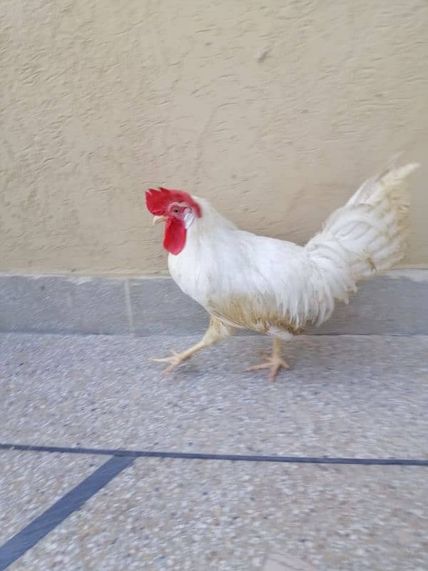 Desi Chicken Pair White 2