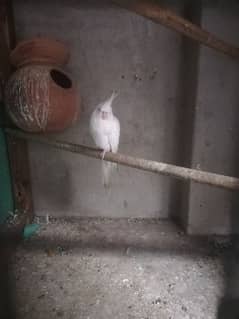 albino red eye