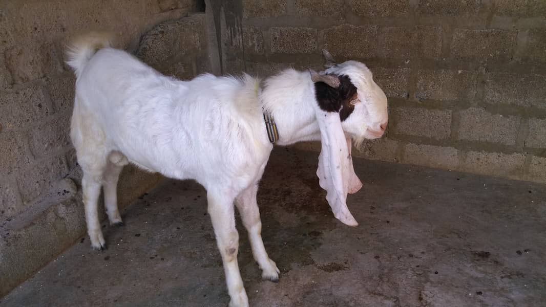 Gaben bakri ,botoo Bakra 7