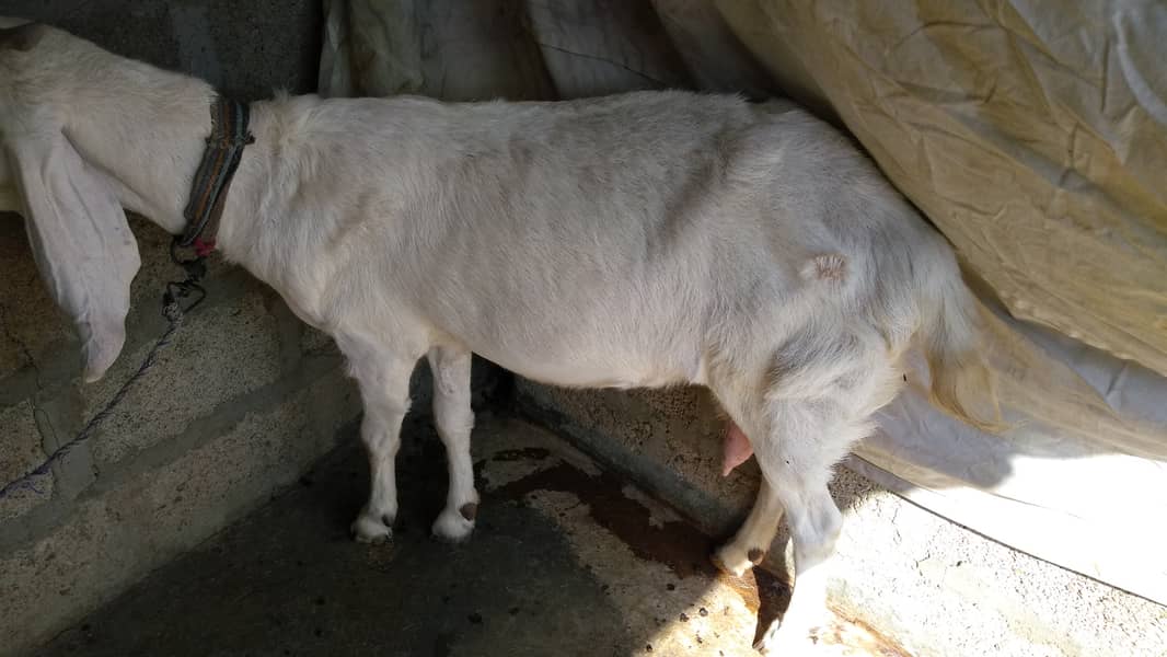 Gaben bakri ,botoo Bakra 9