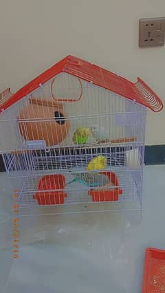 for sale parrot and cage