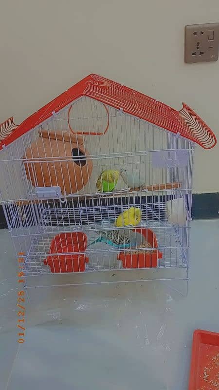 for sale parrot and cage 0