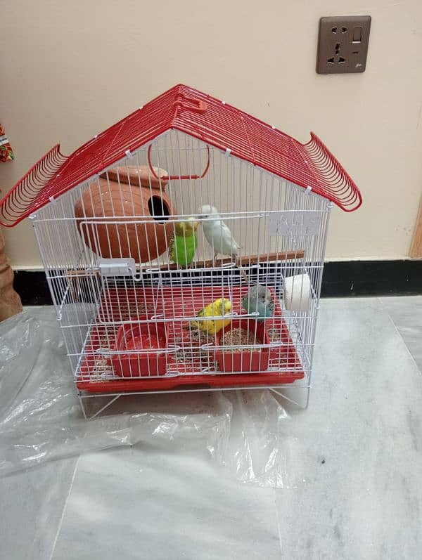 for sale parrot and cage 1