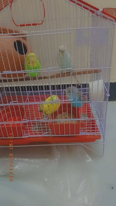 for sale parrot and cage 2