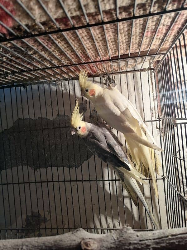 cocktail pair for sale 0