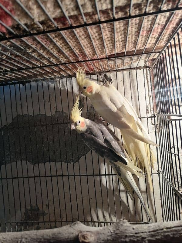 cocktail pair for sale 1