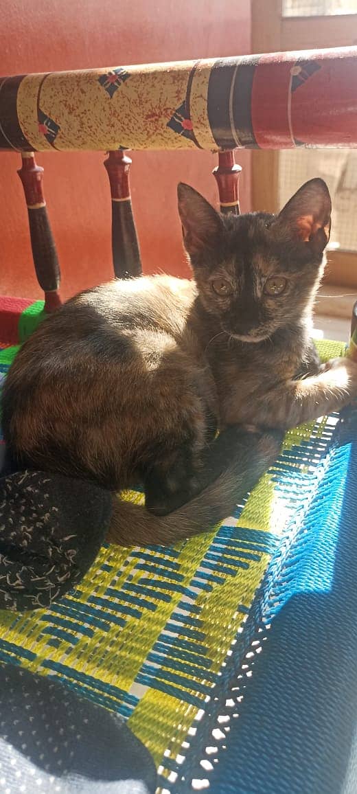 Tortoiseshell Cat for Sale 1