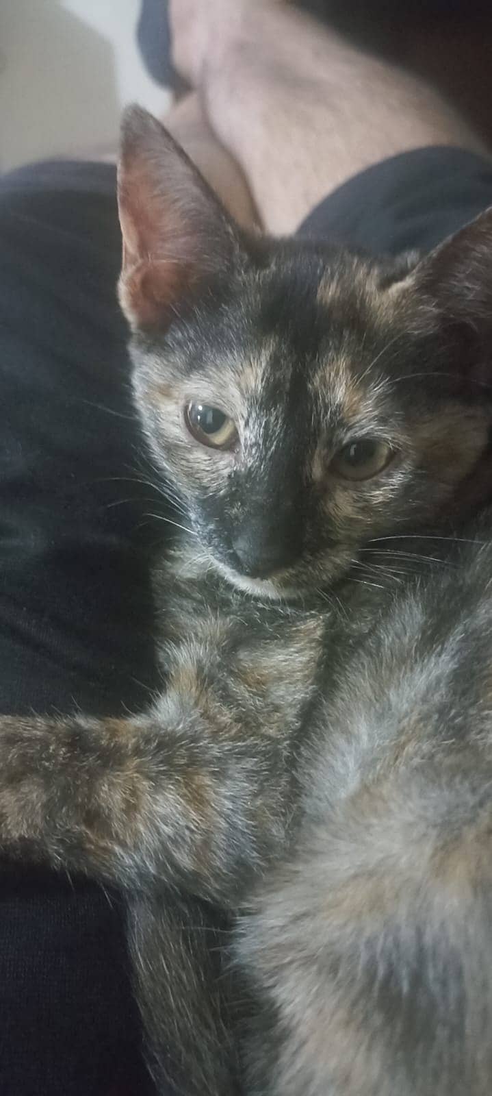 Tortoiseshell Cat for Sale 2