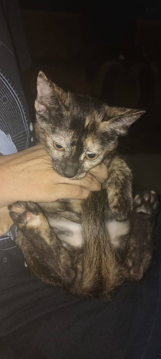 Tortoiseshell Cat for Sale 3