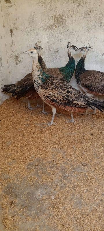 Ayam cemani,turkey birds,6 bharma chiks one month, 12