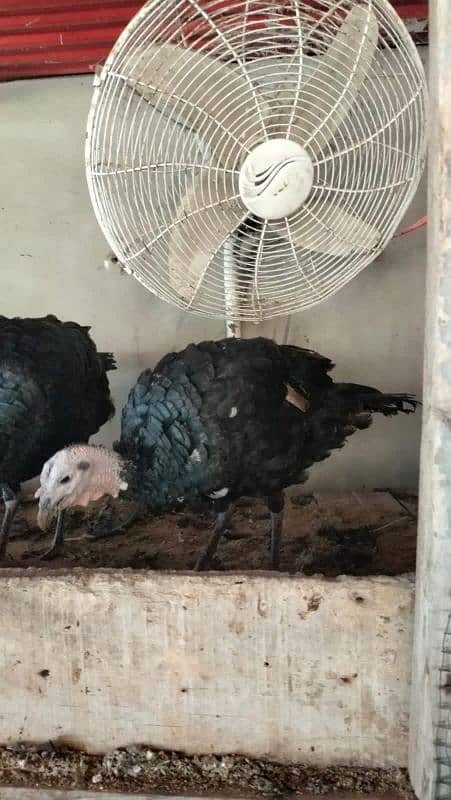 Ayam cemani,turkey birds,6 bharma chiks one month, 13