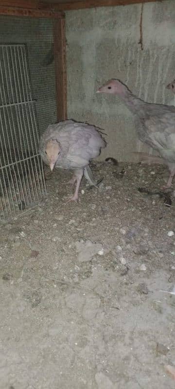 Ayam cemani,turkey birds,6 bharma chiks one month, 14