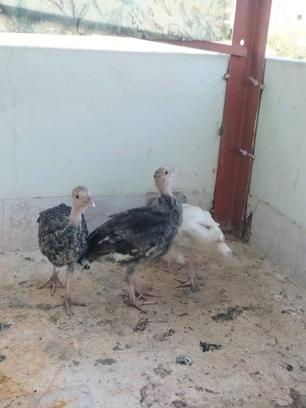 Ayam cemani,turkey birds,6 bharma chiks one month, 15