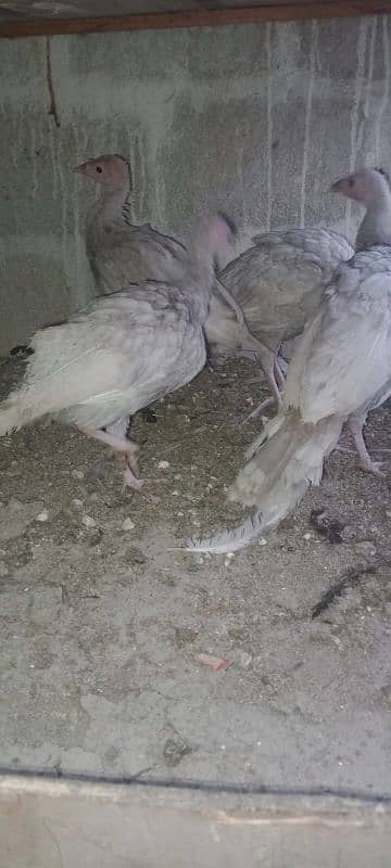 Ayam cemani,turkey birds,6 bharma chiks one month, 16