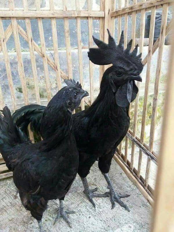 Ayam cemani,turkey birds,6 bharma chiks one month, 17